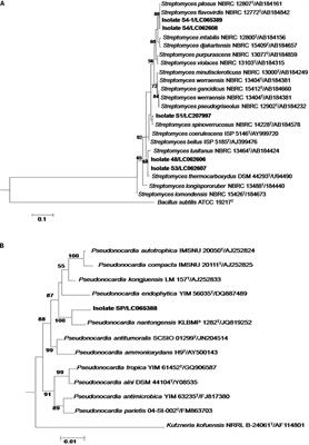 Actinobacteria Associated With Arbuscular Mycorrhizal Funneliformis mosseae Spores, Taxonomic Characterization and Their Beneficial Traits to Plants: Evidence Obtained From Mung Bean (Vigna radiata) and Thai Jasmine Rice (Oryza sativa)